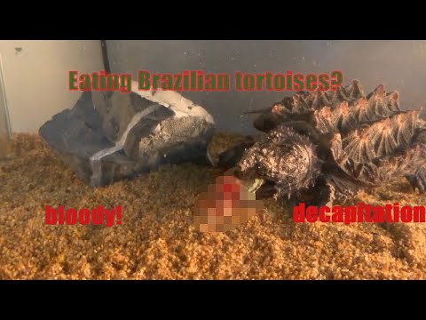 Snapping turtle eat Brazilian tortoise 【WARNING LIVE FEEDING】