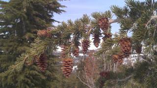 The Coldest Night Of The Year - The Virgin-Whore Complex