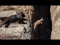 No Predator Can Catch Mountain Goats !! - Savage Nature No Predator Can Catch Mountain Goats !!