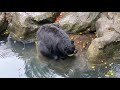 Zoo EDventures North American Black Bear