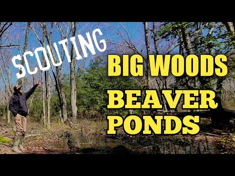 Scouting Big Woods Beaver Ponds