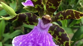ZYGOPETALUM ORCHID CARE TIPS MILLENIUM  MAGIC AND OTHER AWESOME GREEENHOUSE ORCHIDS