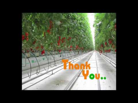 大規模な太陽光植物工場（世羅菜園）