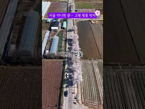비바람에 꽃잎이 떨어졌지만 더 감성적인 풍경, 호촌리 벚꽃 로드 #고령군sns기자단 최윤하