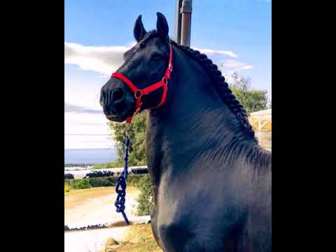 Natael cano - aunque les pese ft.fuerza regida ( video 2020