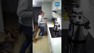 German Shepherd drags owner clear before pressure cooker explodes violently