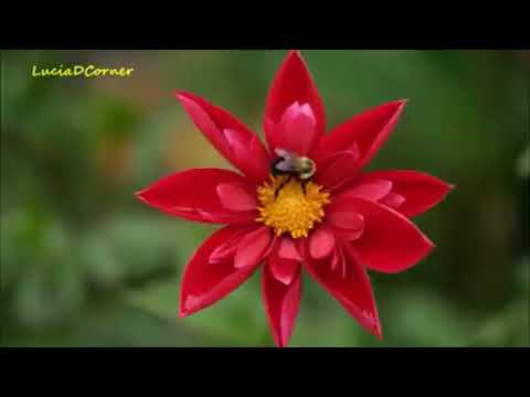 🟡 🎼Música de alabanza en Hebreo y Castellano🎼