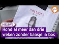 Mysterieuze hond in bossen bij Oldebroek al drie weken in het zoek