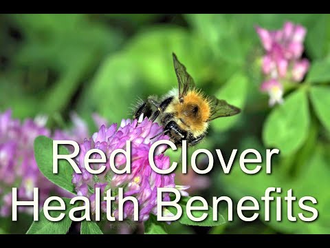 Organic red clover tea, packaging size: 25 kg