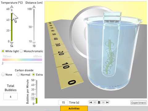 Photosynthesis video thumbnail