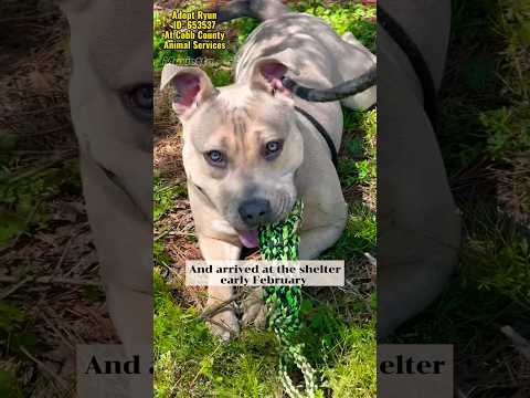 RYUN - see video, an adoptable American Bully & American Bulldog Mix in Marietta, GA_image-1