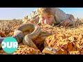 The Ten Deadliest Snakes In the World With Steve Irwin | Our World
