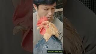 rooster hair cutting ✂️#rooster #haircut #hairstyle #funnyshorts