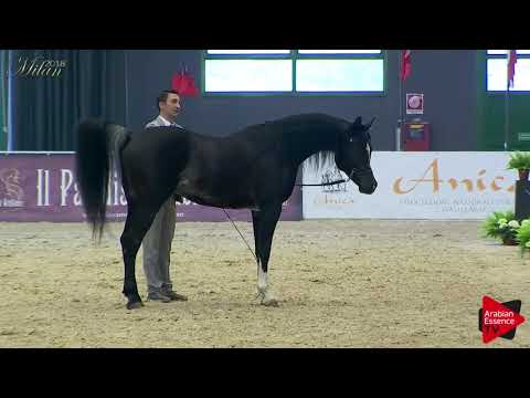 Milan 2018 - Stallion presentation