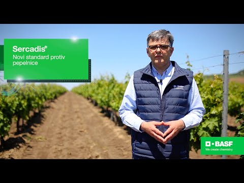 Zaštita vinove loze od pepelnice — Fungicid Sercadis® — BASF Agro Patrola