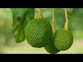 Lupembe Avocado Farm 2023 Documentary