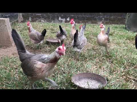 2018-2019 broodpen, 3x winner Manziel yellow leg hatch over Perfection Greys, Tonio Mica Gamefarm