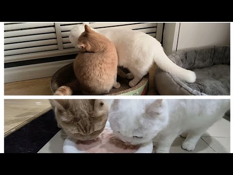 A day as a cat slave