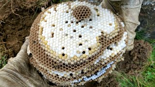 HUGE Yellow Jacket Ground Nest | How To Remove A Ground "Bee" Nest | Wasp Nest Removal