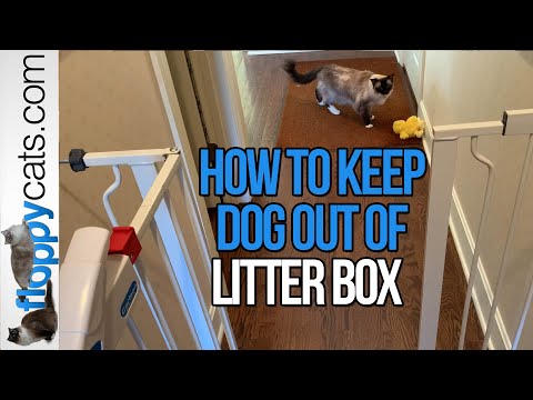 How to Keep Dog Out of Cat Food and Litter Box