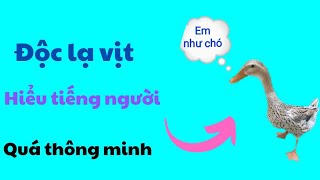 497🦜 duck understands human speech walking without observing ...