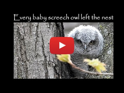 5 baby screech owl's first day out of the nest!