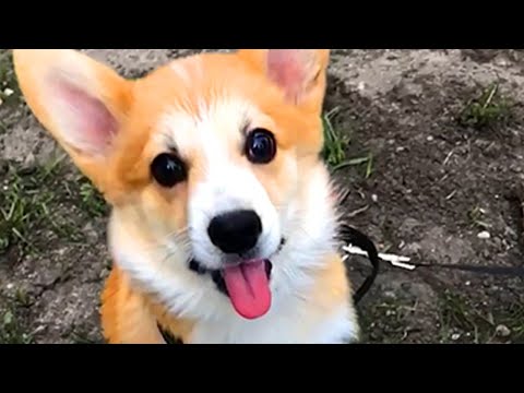 Silly Adorable Puppies | Funny Pet Videos