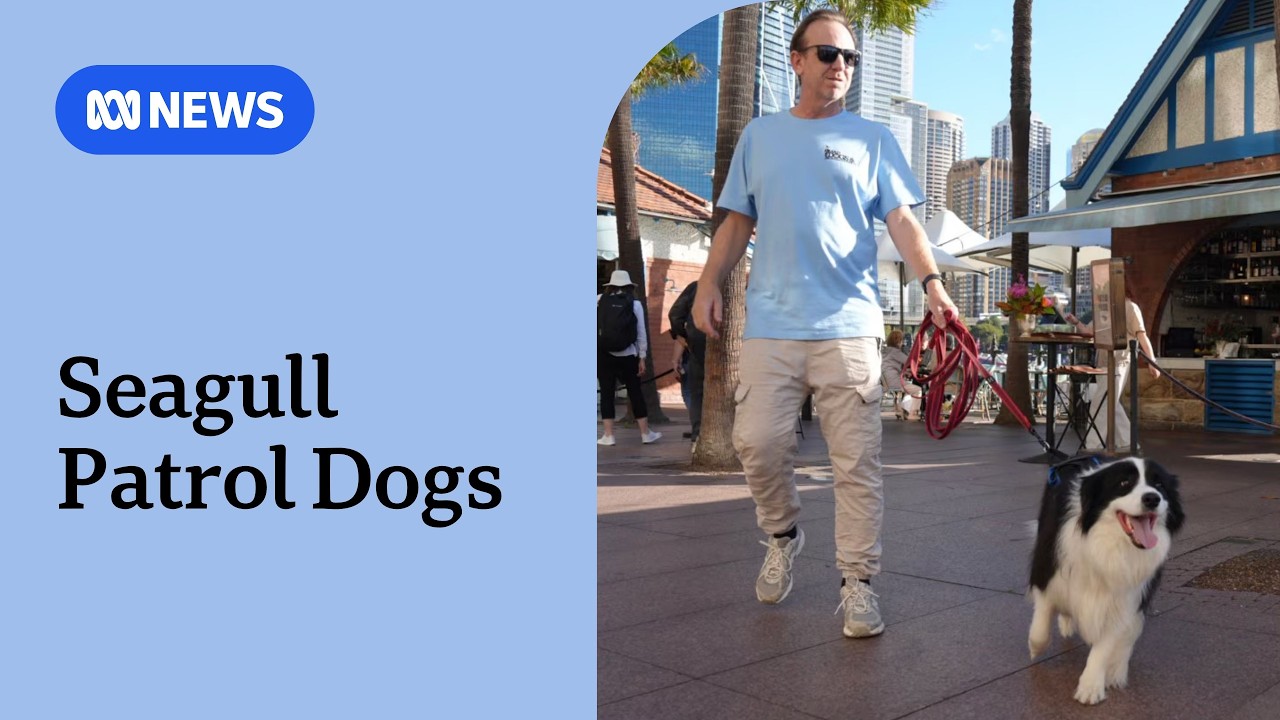 Sydney restaurants deploy herding dogs to chase seagulls from harbour dining areas