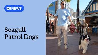 Sydney restaurants deploy herding dogs to chase seagulls from harbour dining areas