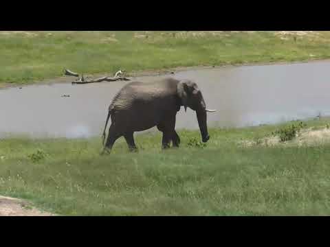 Djuma: Lone Elephant bull tests the water in the pan and dam - 01/21/19