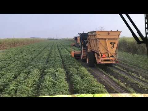 download lagu mp3 mp4 Green Snap Beans, download lagu Green Snap Beans gratis, unduh video klip Green Snap Beans