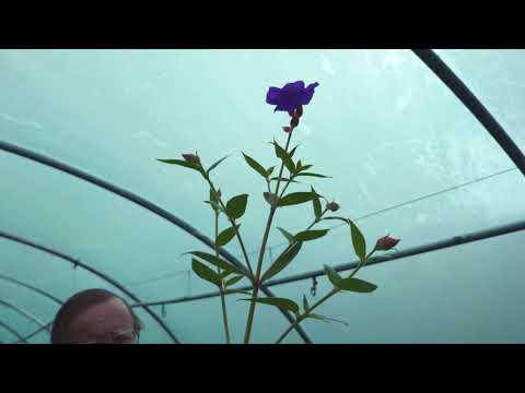Pruning Tibouchina