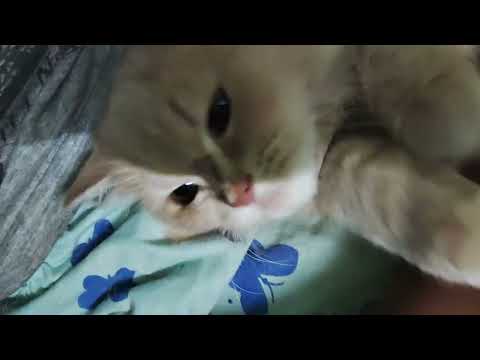 #pet #funny real  cat 😹Sound