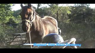 Ace Ground Tied 10-21-2018  Dogwood Lane Horse Sanctuary