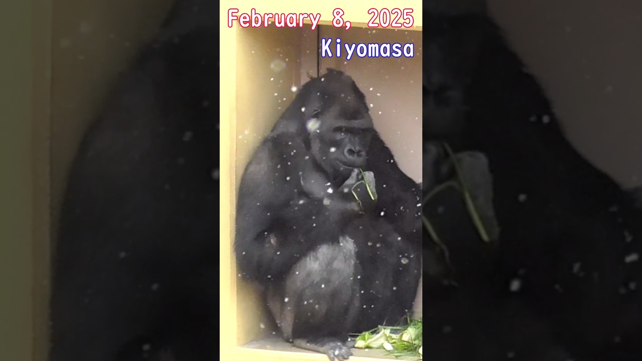 Snow Gorilla Let It Snow! #gorilla #ape