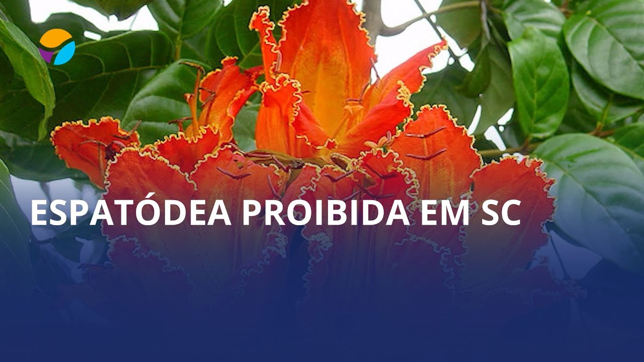 Espatódea: planta proibida em Santa Catarina