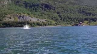 preview picture of video 'Springere på jakt i Burfjord'