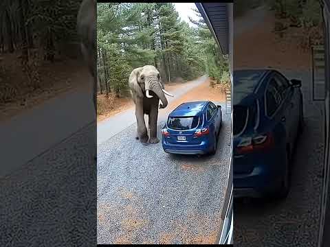 #elephant #funny #animals #automobile #music #bulldozerofficial #musicbusiness #producer #jcbbaba