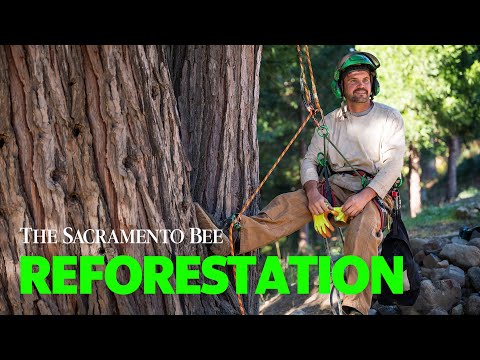 See Tree Climbing Professionals Bag Pine Cones To Bank Seeds For Reforestation