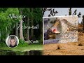 Alligator To Zebra Tail By Carol Ann Gault Publisher S Pick ReadersMagnet