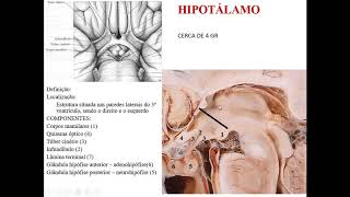 VÍDEO AULA DE HIPOTÁLAMO PARTE 1: DEFINIÇÃO, LOCALIZAÇÃO, ESTRUTURAS E FUNÇÕES