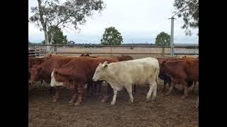 Flatback Xbred Steers - Durong