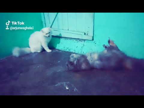 EVE AND SIMBA FIGHT SCENE 😹😸PETSLOVER