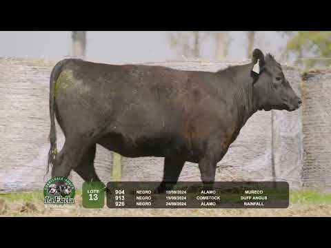 LOTE 13