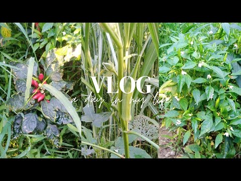 mini vlog|| gardening🌿||❣️nature🌄||