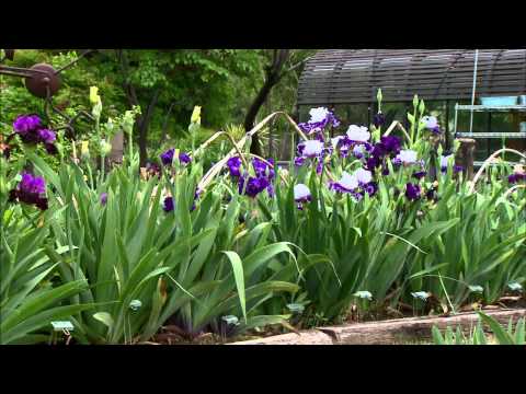 園芸 アルジェアイリス、ウィンターアイリス