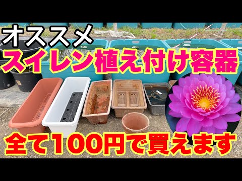 園芸 スイレンを鉢に植える