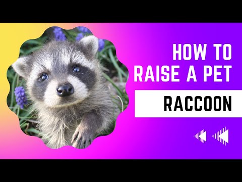 How to Raise a Pet Raccoon