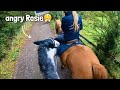 angry horse… barking dogs + spooking😳 | GO PRO HORSE RIDING