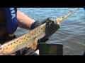 Canadian Sportfishing Longnose Gar, Bay of Quinte ...